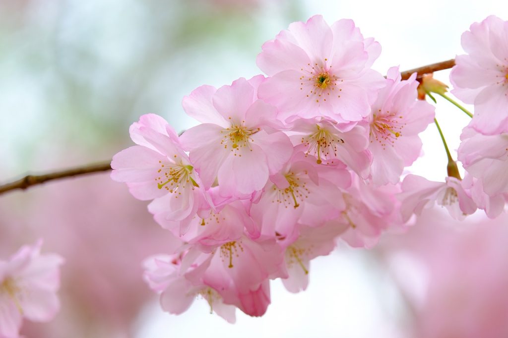 cherry blossoms, branch, petals-4102082.jpg